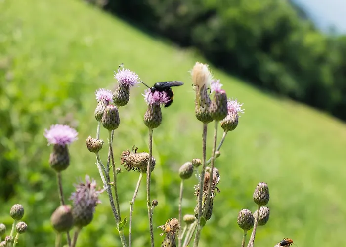 Casa Sunset Hill 펜션 볼로냐