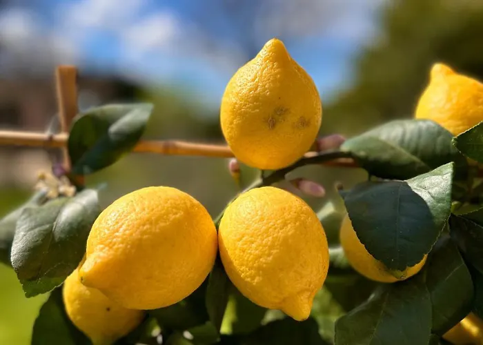 Casa Sunset Hill בית נופש בולוניה